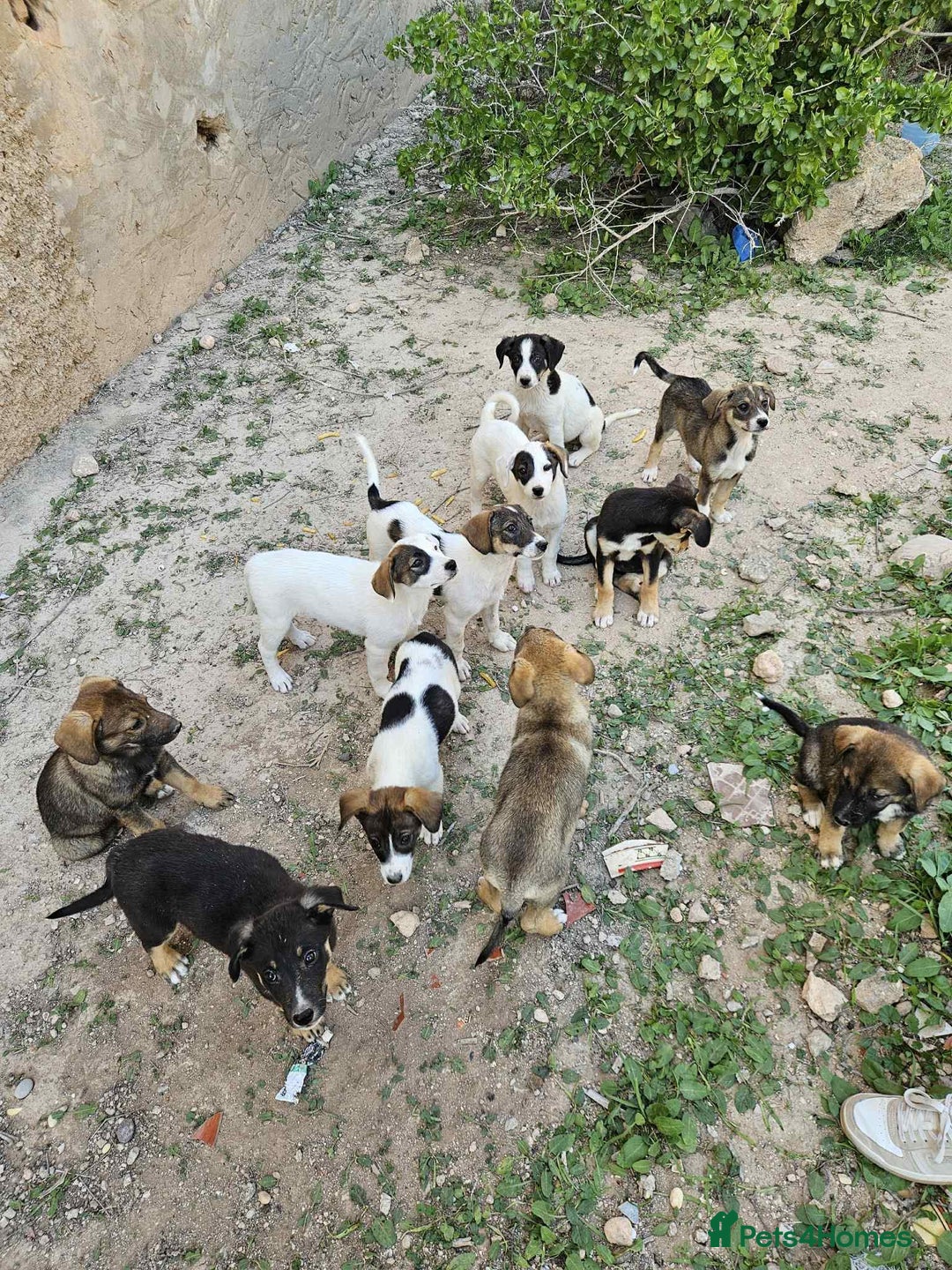 Mixed Breed dogs for sale: Mixed breed - Image 11