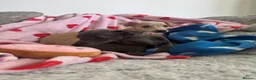 Italian Greyhound dogs for sale: KC Italian greyhound puppies 🏡 ready now - Advert 17