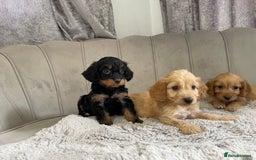 Cockapoo dogs for sale: Licenced breeder Beautiful F1 cockapoos  - Image 2