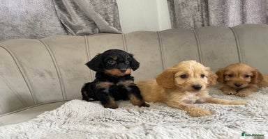 Cockapoo dogs - Advert 1