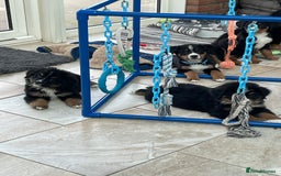 Bernese Mountain Dog dogs for sale: Boys and girls available.  - Image 17