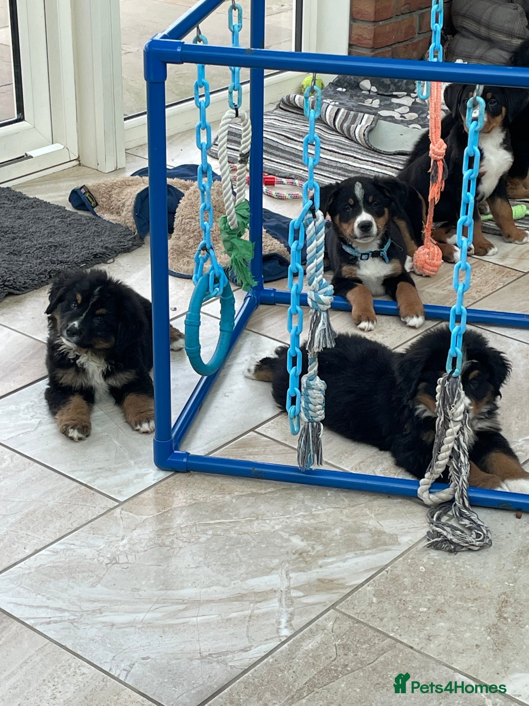 Bernese Mountain Dog dogs for sale: Boys and girls available.  - Image 17