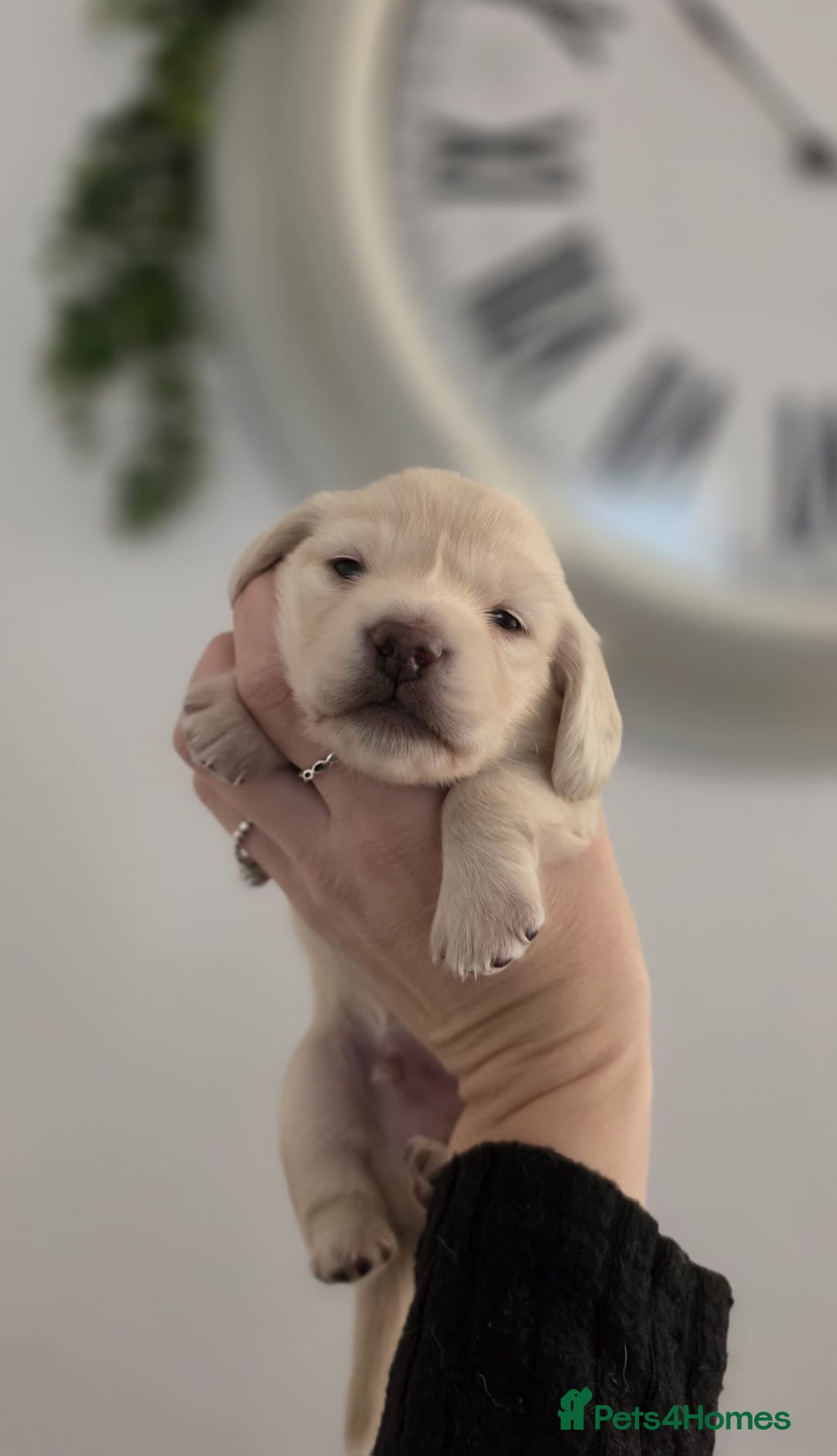 Miniature Dachshund dogs for sale: KC Reg Long haired cream miniature dachshund - Advert 1