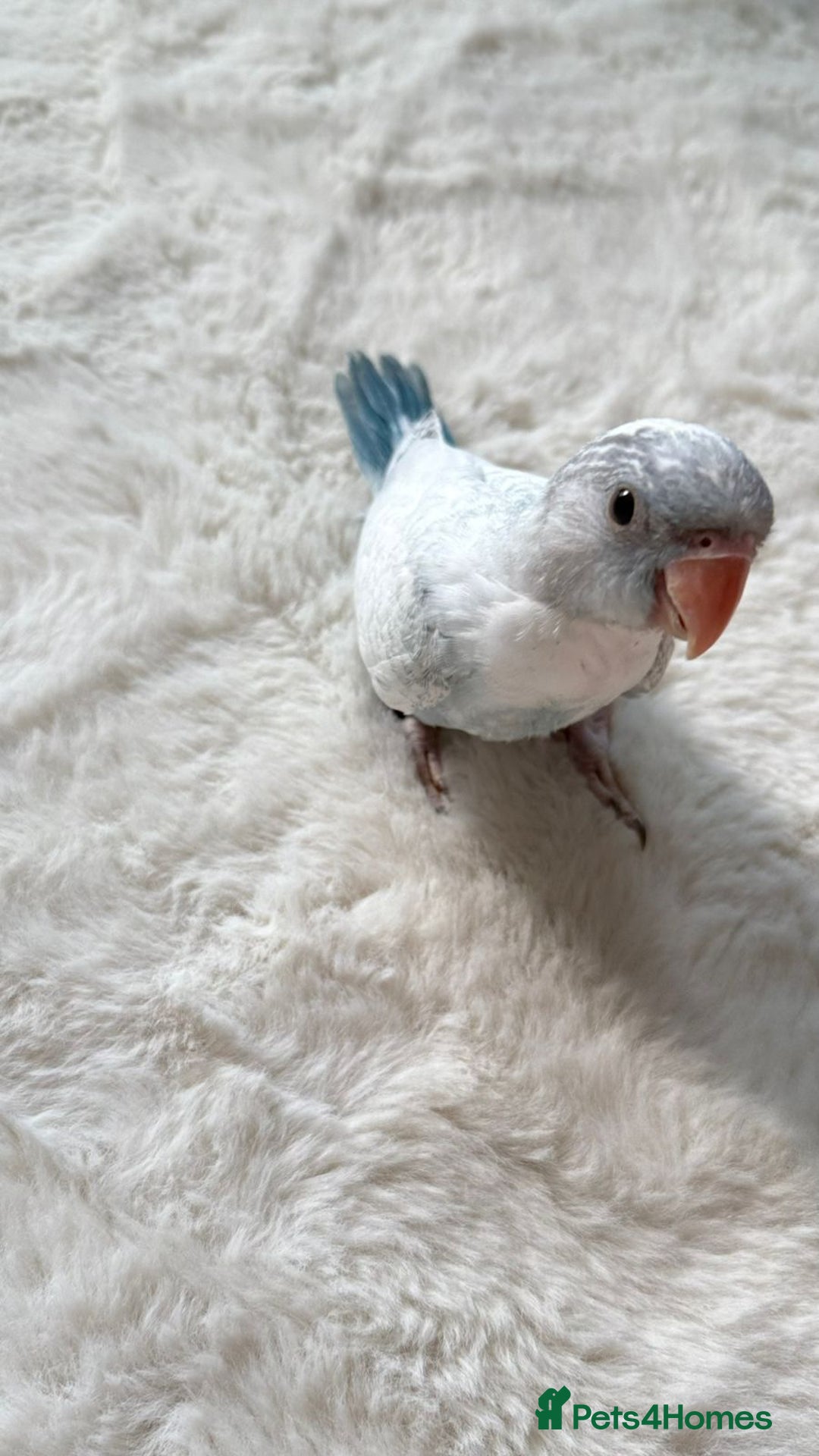 Parakeets birds for sale: Rare BabyBlue Pied Indian Ringneck Hand-Reared&DNA - Image 4
