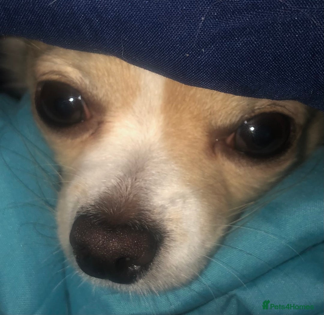 Chihuahua dogs for stud: Handsome Chihuahua for stud - Image 7