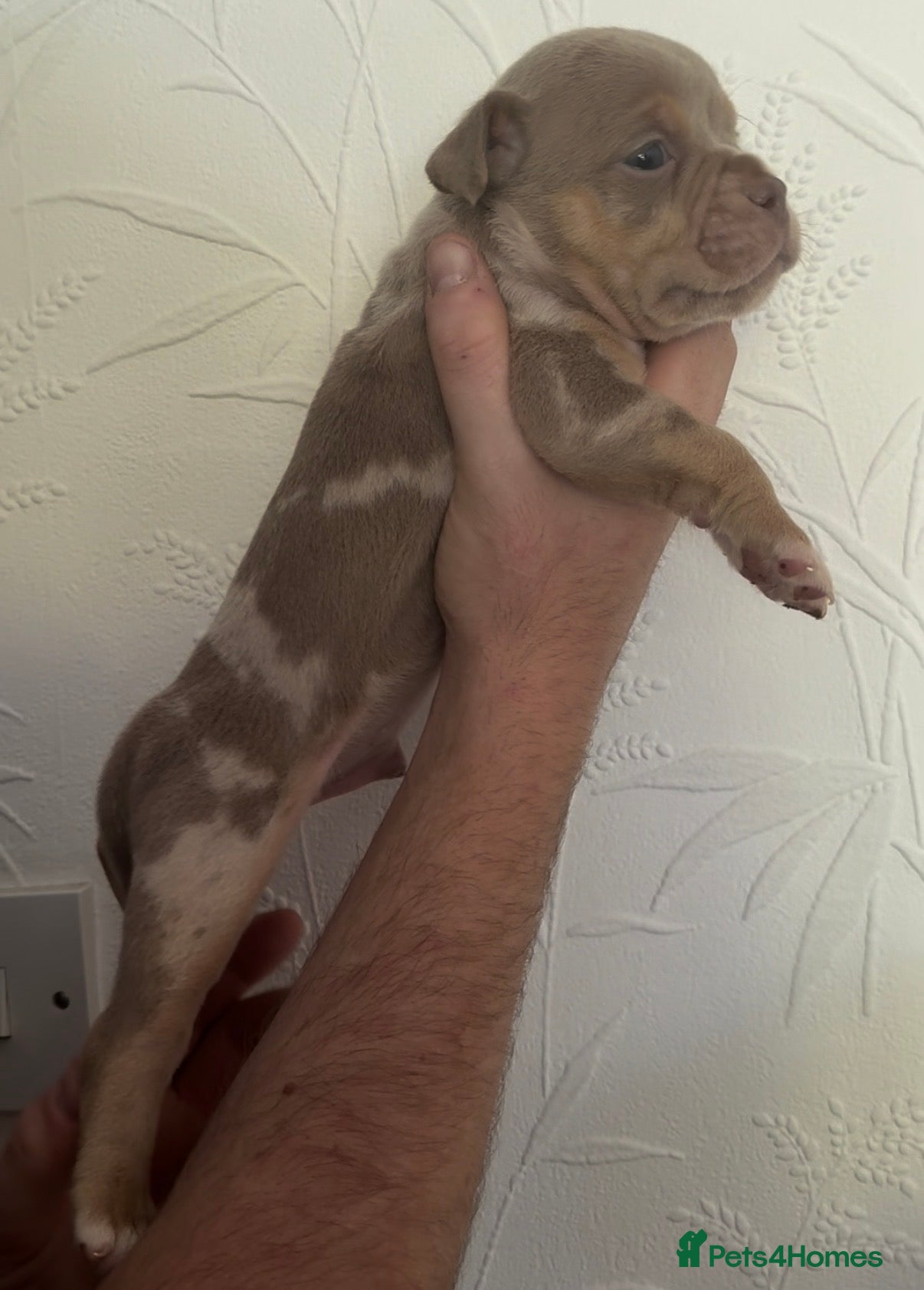 Olde English Bulldogge dogs 7 old tyme bulldog puppies available - Advert 3