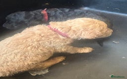 Standard Poodle dogs for sale: Kc registered standard poodle pups  - Image 4