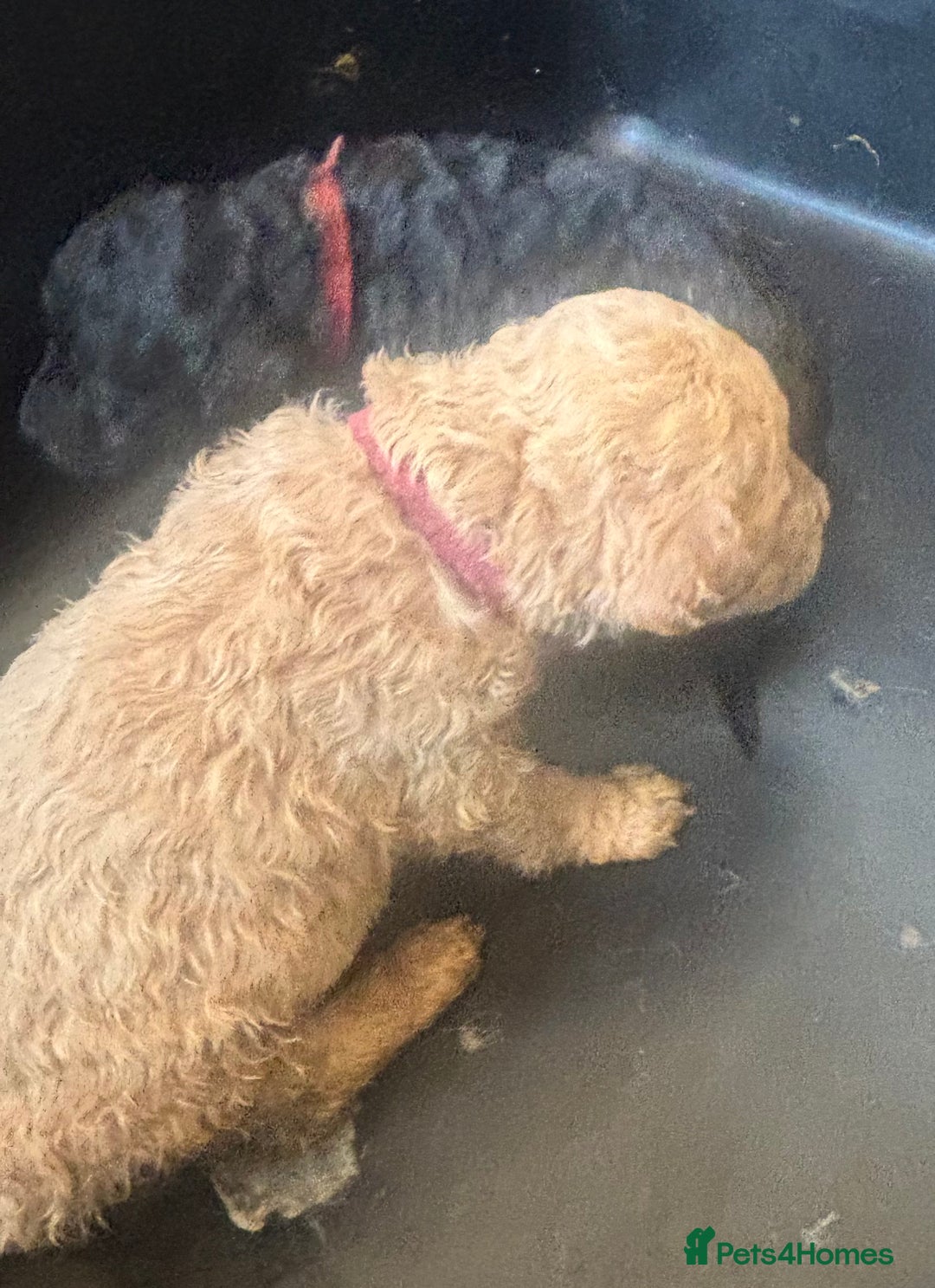 Standard Poodle dogs for sale: Kc registered standard poodle pups  - Image 4