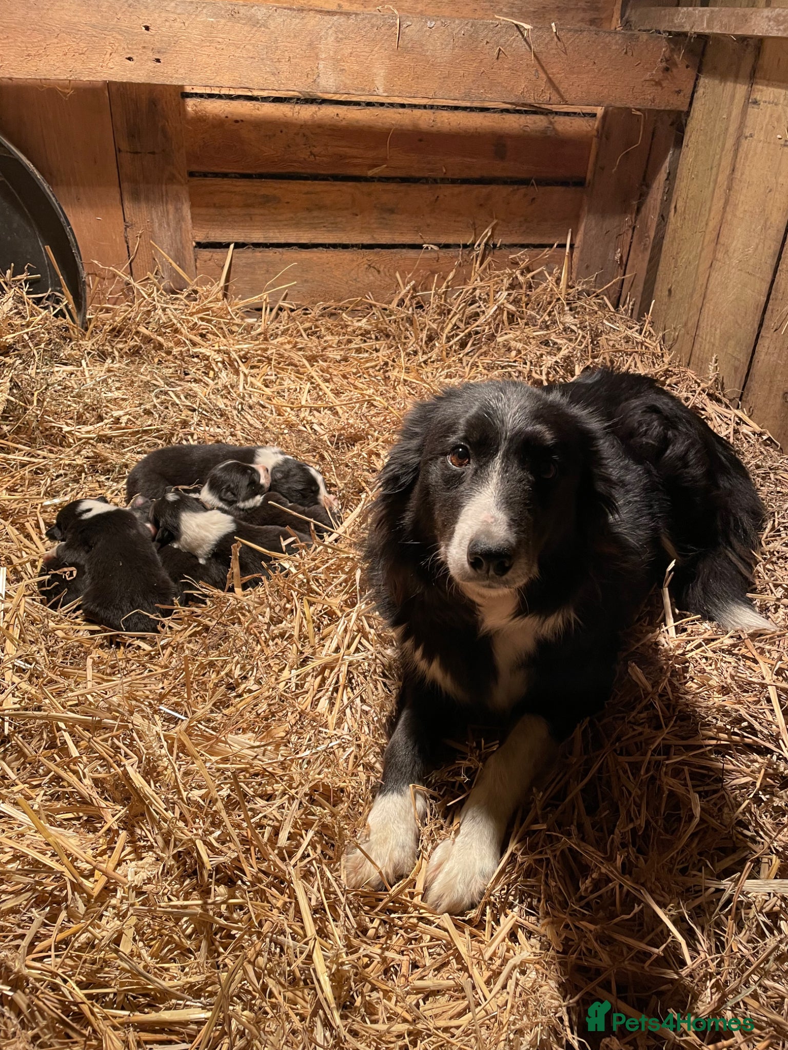 Border Collie dogs Border Collie Pups for sale  - Advert 1