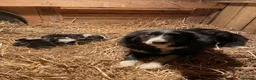 Border Collie dogs for sale: Border Collie Pups for sale  - Advert 1