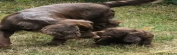 Sprocker dogs for sale: Beautiful F1B Sprocker Puppies  in Welshpool - Advert 9