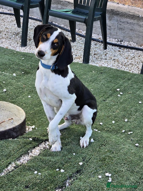 Mixed Breed dogs  Hardy A Young Prince Hoping for His Forever Home - Advert 1