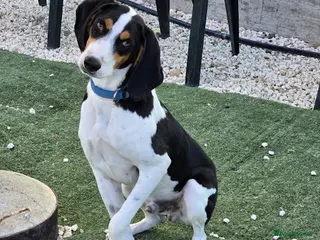 Mixed Breed dogs Hardy A Young Prince Hoping for His Forever Home - Advert 1