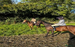 English Thoroughbred horses for sale: Smart hunter for sale - perfect mother/daughter - Image 6
