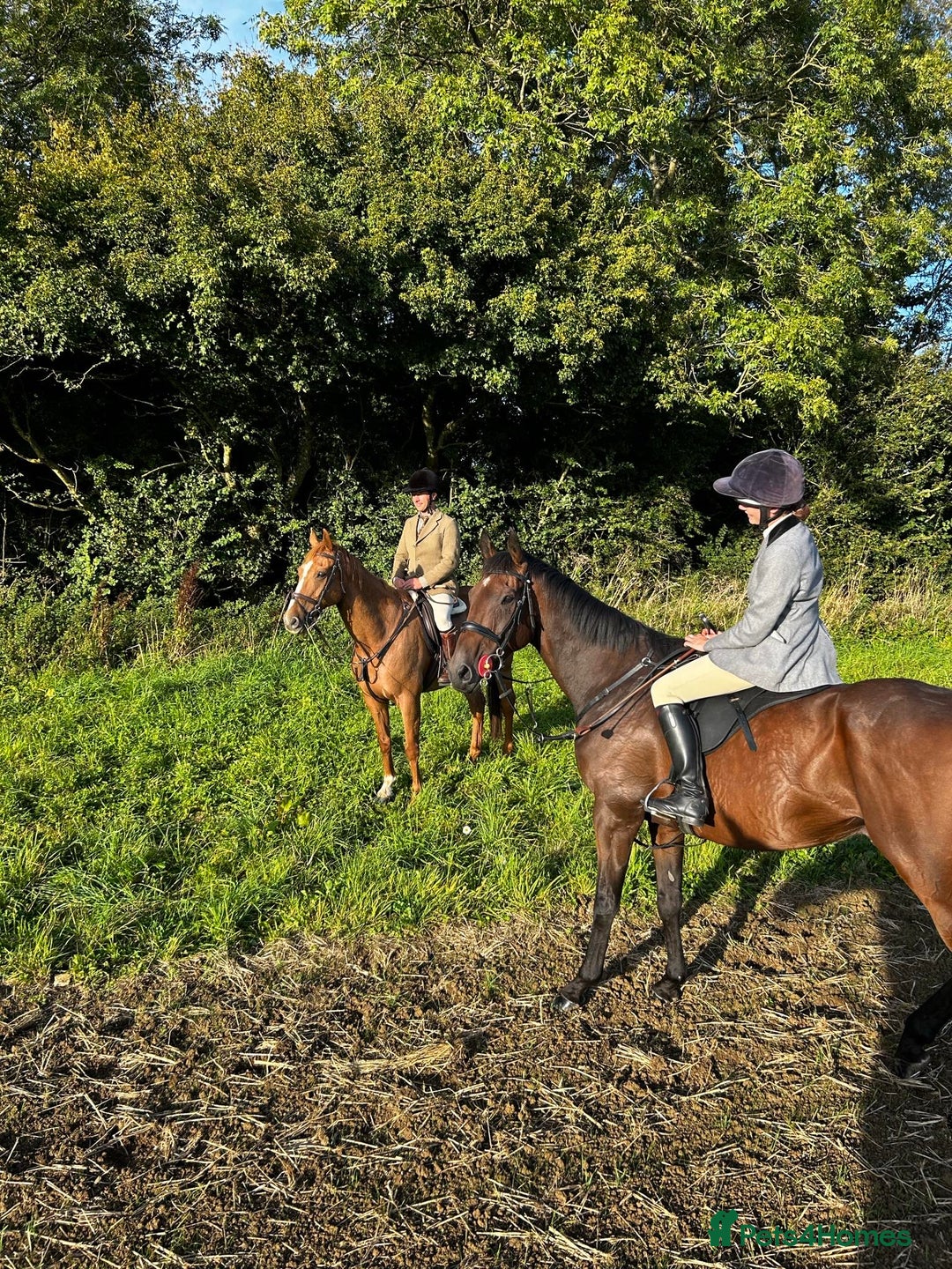 English Thoroughbred horses for sale: Smart hunter for sale - perfect mother/daughter - Image 6
