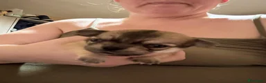 Chihuahua 4
