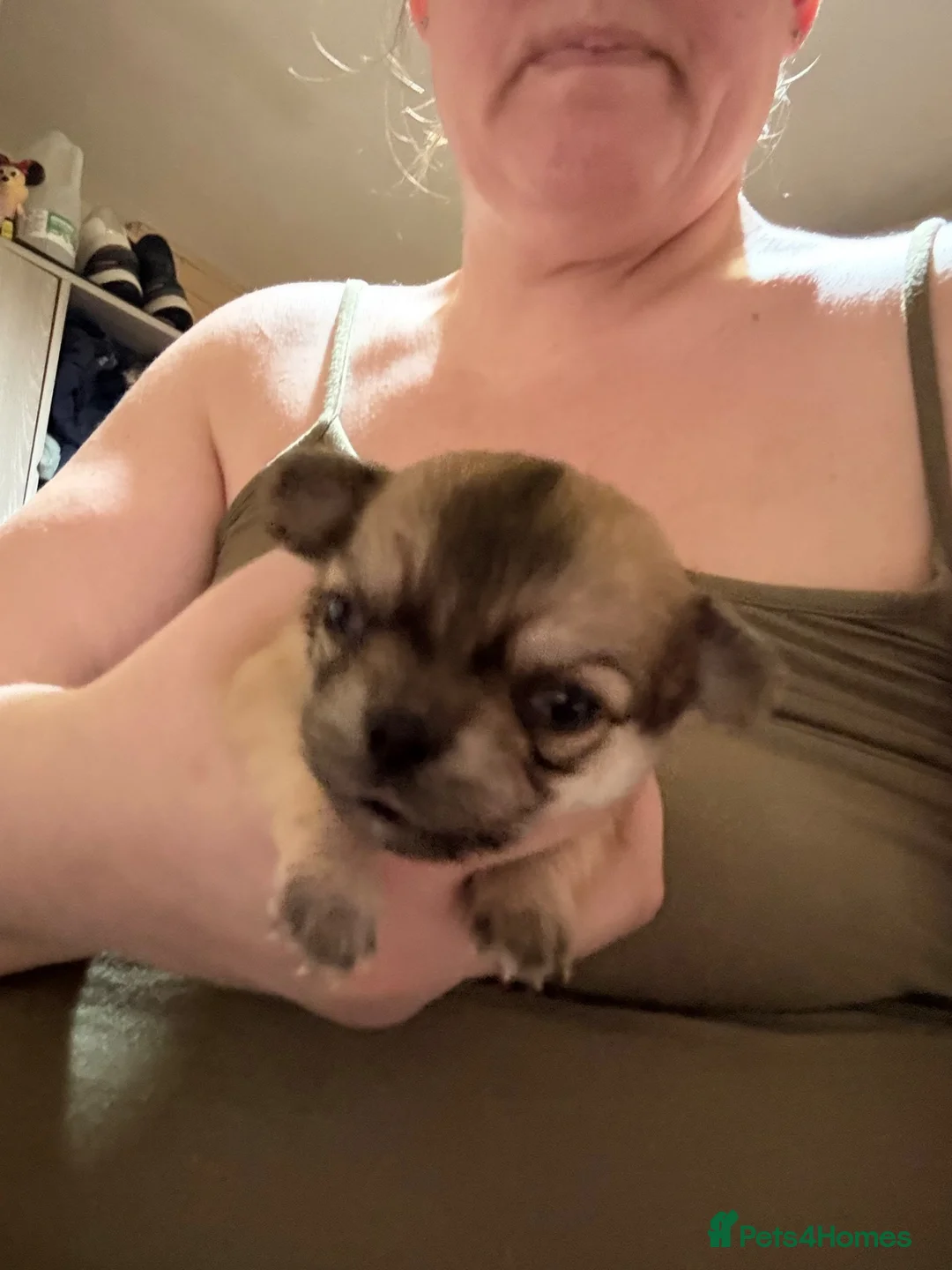Chihuahua dogs for sale: Chihuahuas for sale  in Cleckheaton - Advert 5