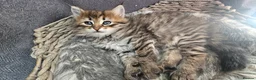 Siberian cats for sale: Purebred Siberian Kittens Indoor/Catio only - Advert 9