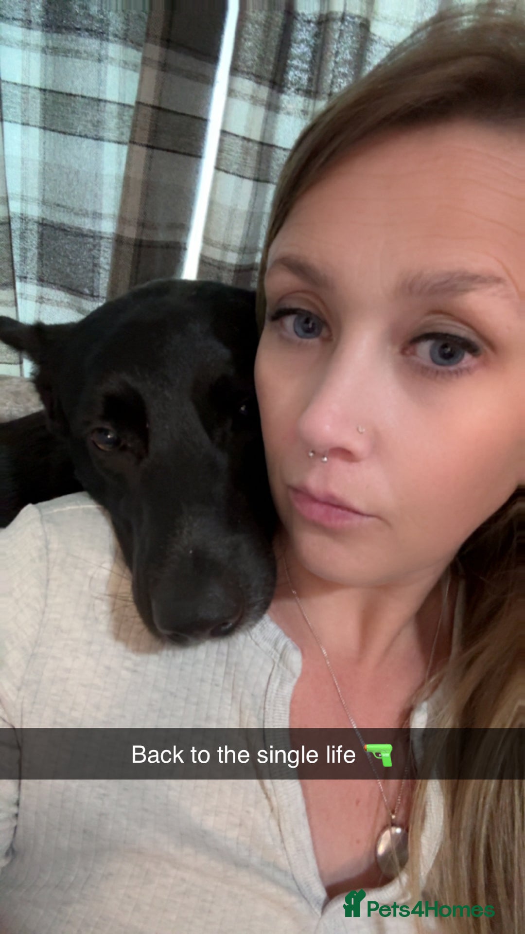 Mixed Breed dogs for sale: Bandit  - Advert 2