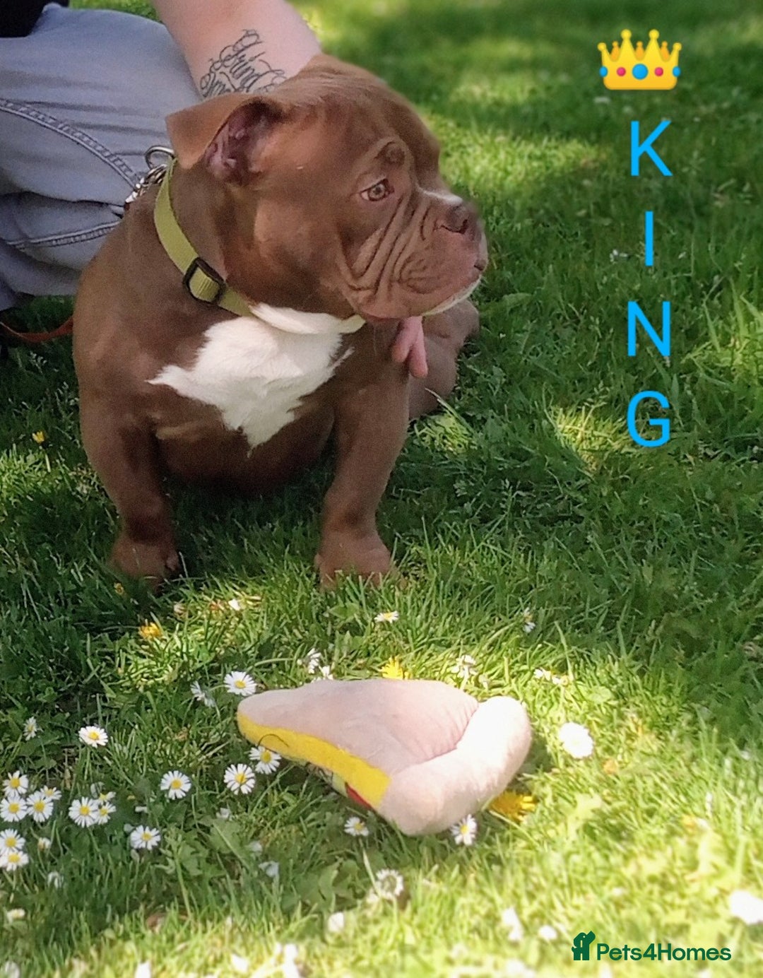 Mixed Breed dogs for sale: Year old micro exotic male - Advert 2