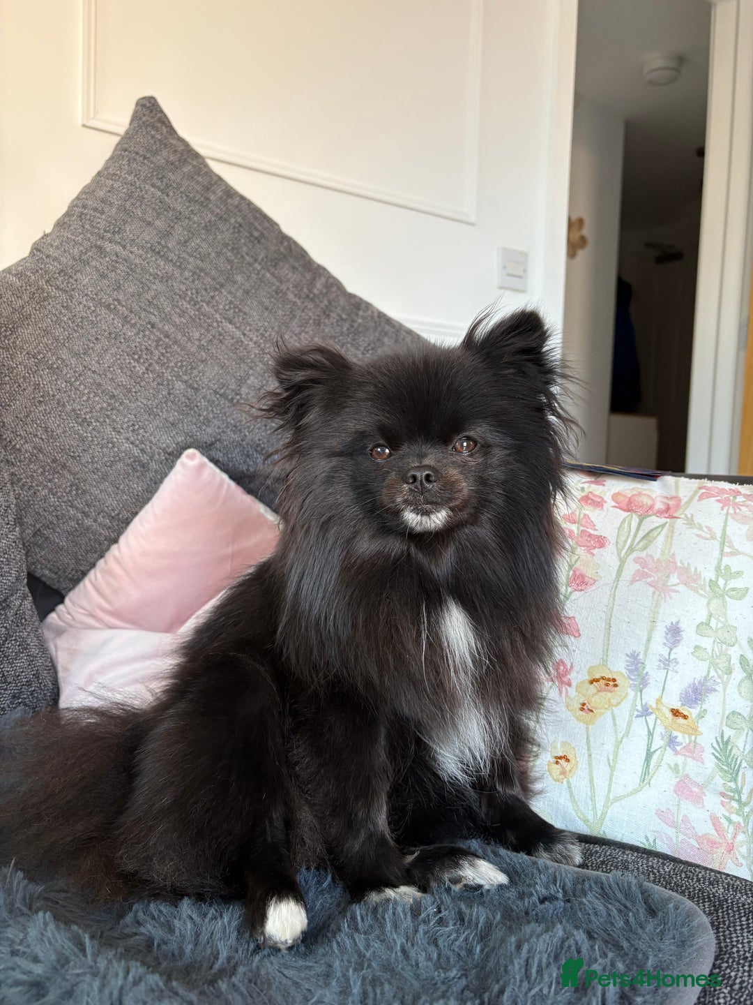 Pomeranian dogs for sale: Beautiful mix of Russian/Chi Tien Pomeranian Pups - Image 11