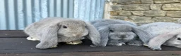 French Lop rabbits for sale: Stunning xl French lops  - Advert 14