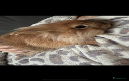 Lionhead rabbits for sale: 2 rabbits 10 months old  - Image 4