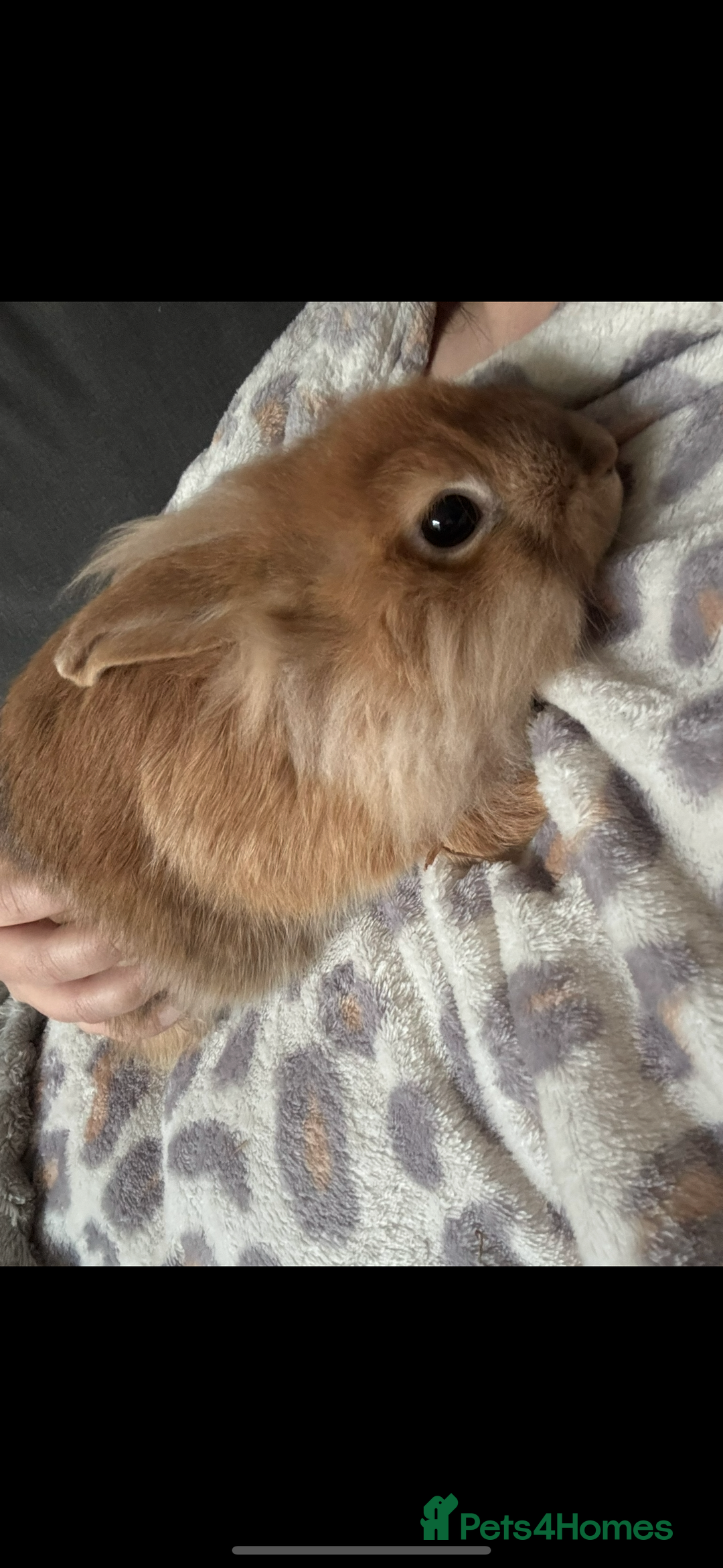 Lionhead rabbits for sale: 2 rabbits 10 months old  - Image 4