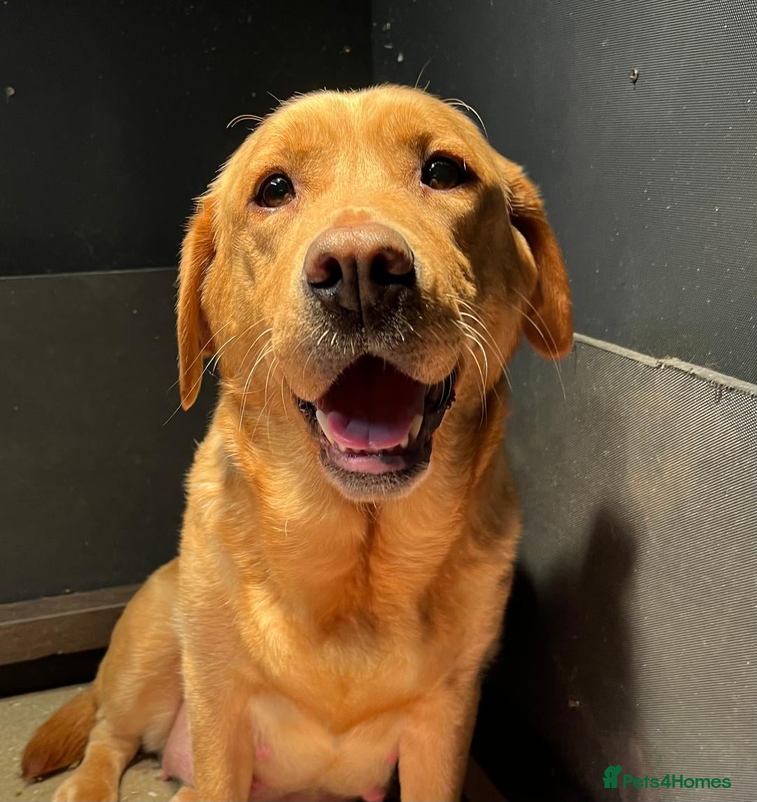 Labrador Retriever dogs for sale: Beautiful Fox Red Labradors  - Advert 5