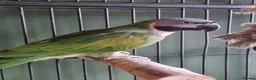 Parrots birds for sale: Female Lord Derbyan - Advert 3