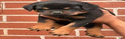 Rottweiler dogs for sale: Top quality kc pups for sale timitor X edelstein - Advert 10