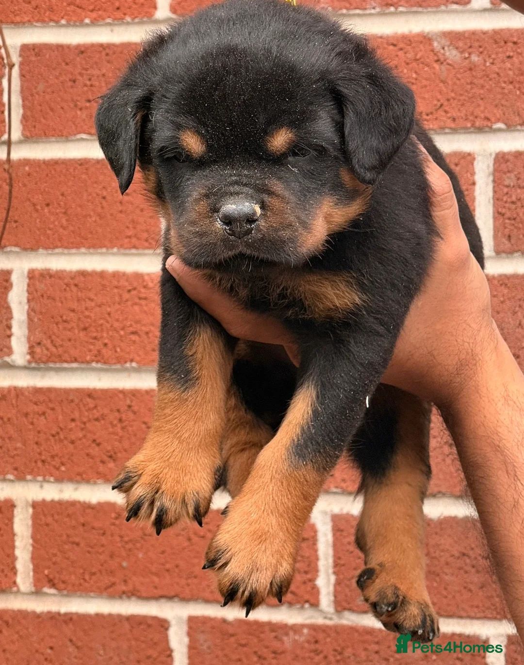 Rottweiler dogs for sale: Top quality kc pups for sale timitor X edelstein - Advert 10