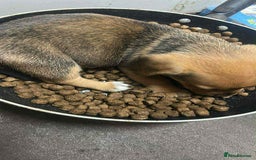 Mixed Breed dogs for sale: Beautiful and playful puppies for sale - Image 9