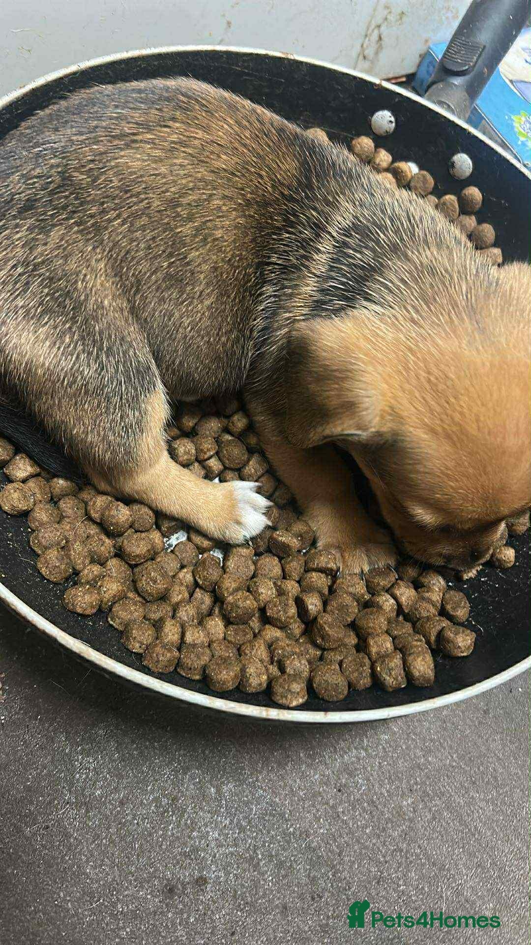 Mixed Breed dogs for sale: Beautiful and playful puppies for sale - Image 9