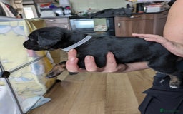 Mixed Breed dogs for sale: Jack, Springer X staffy, lurcher puppies - Image 19