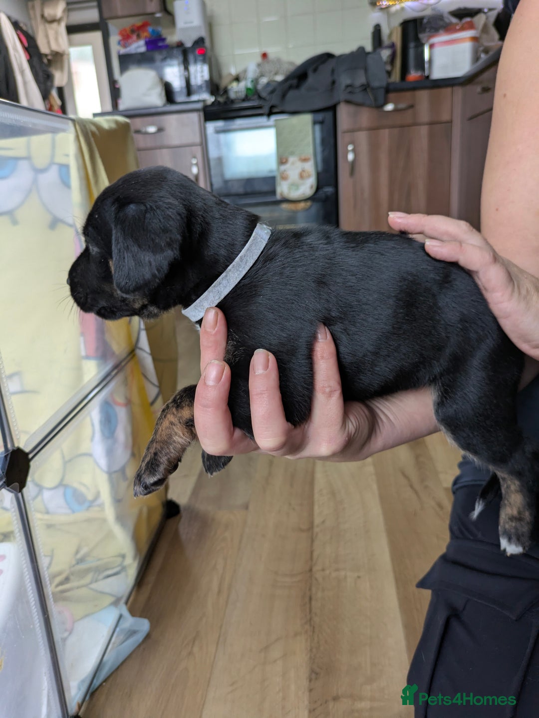 Mixed Breed dogs for sale: Jack, Springer X staffy, lurcher puppies - Image 19