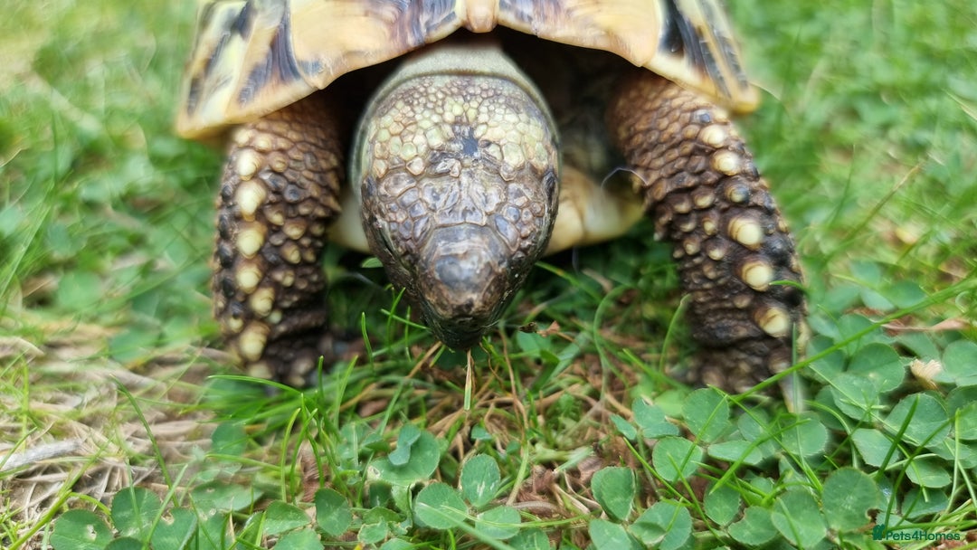 Tortoise reptiles for sale: Testudo Hermanni -tortoise for sale 7 years old - Image 12