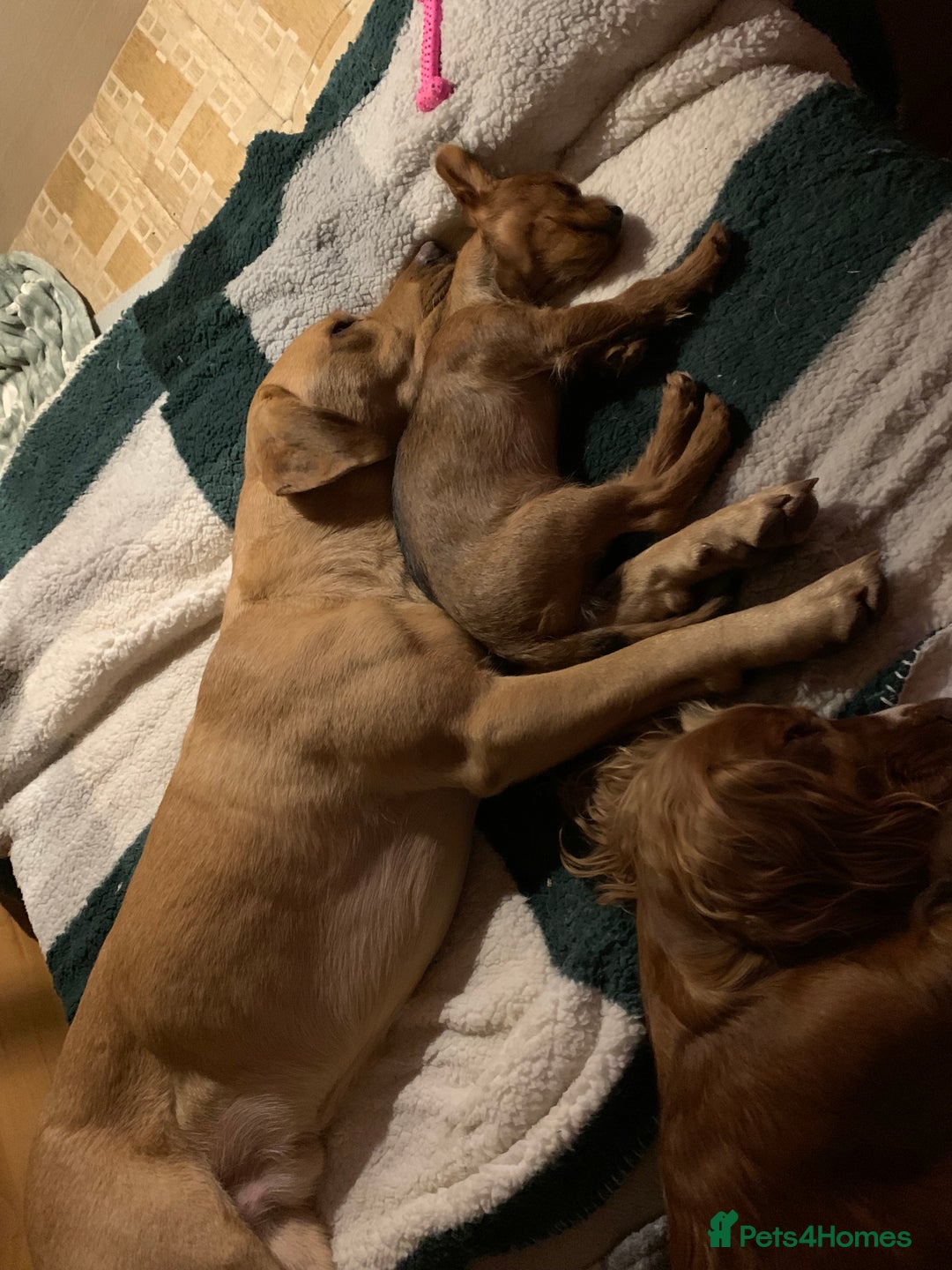 Labrador Retriever dogs for sale: My Boy Lenny - Labrador  - Image 9
