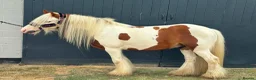 Irish Cob horses for sale: RED & WHITE TRADITIONAL MINI COB GELDING YOUNG - Advert 11