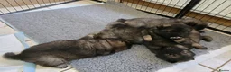 Eurasier dogs for sale: Euraiser Kennel Club registered Puppies for sale - Advert 3