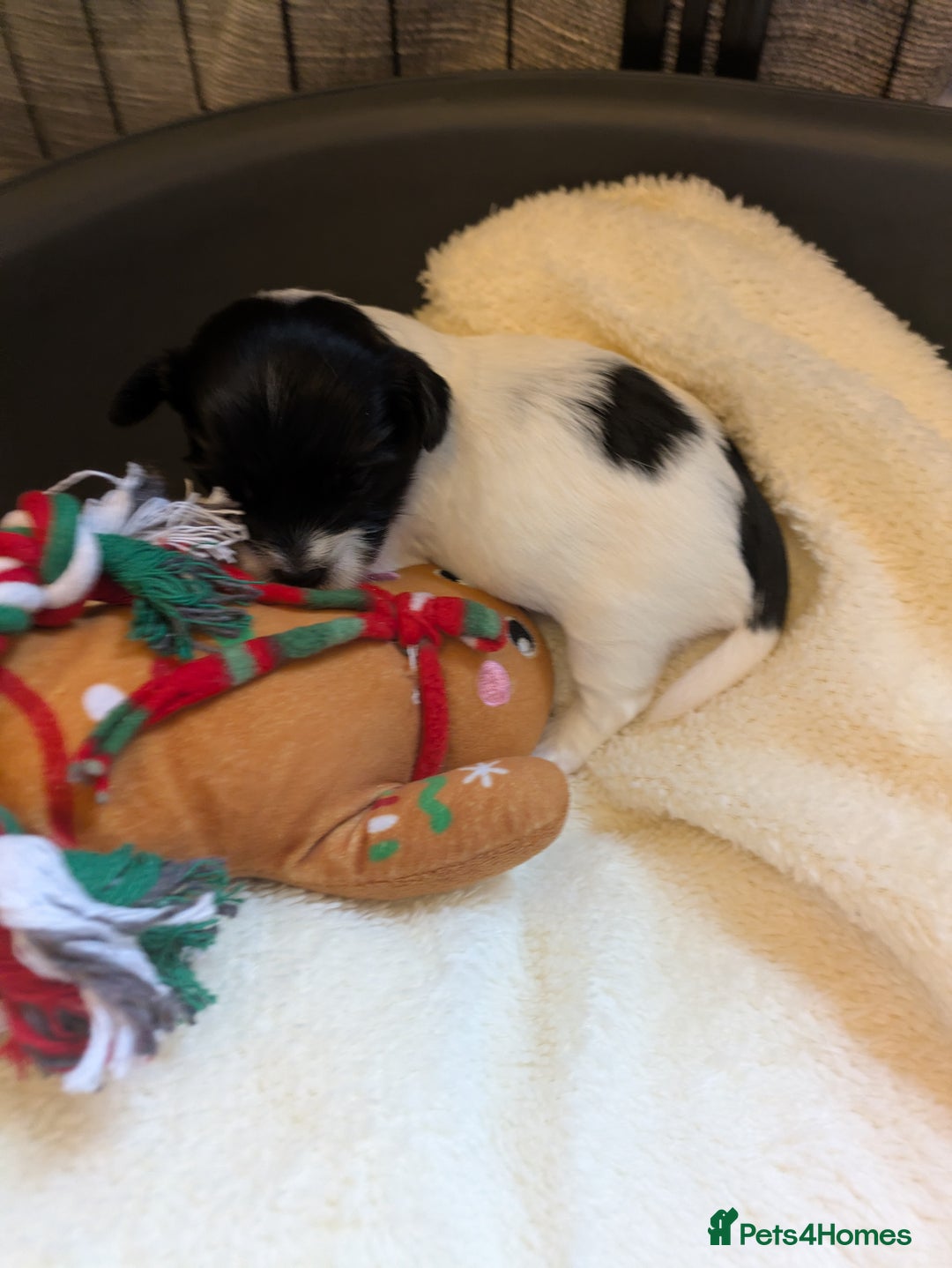 Biewer Terrier dogs for sale: Adorable Purebred Biewers  - Image 25