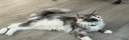Maine Coon cats for sale: Maine coon kittens Tica registered parents  - Advert 2