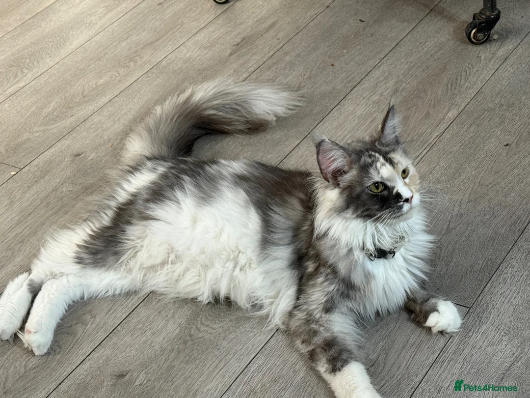 Maine Coon cats for sale: Maine coon kittens Tica registered parents  - Advert 2
