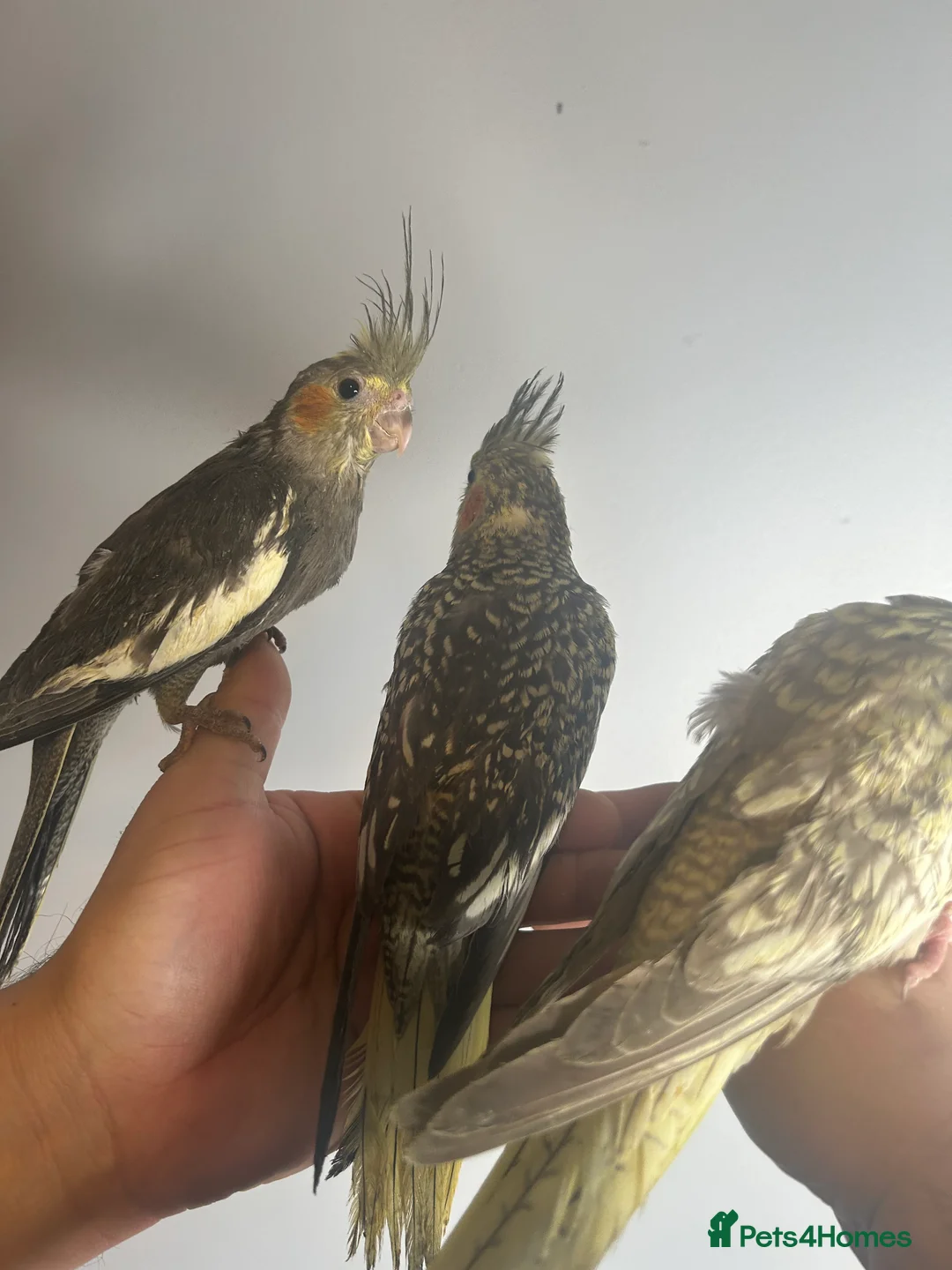 Cockatiels birds for sale: Hand Reared Stunning Baby Cockatiels  - Advert 2