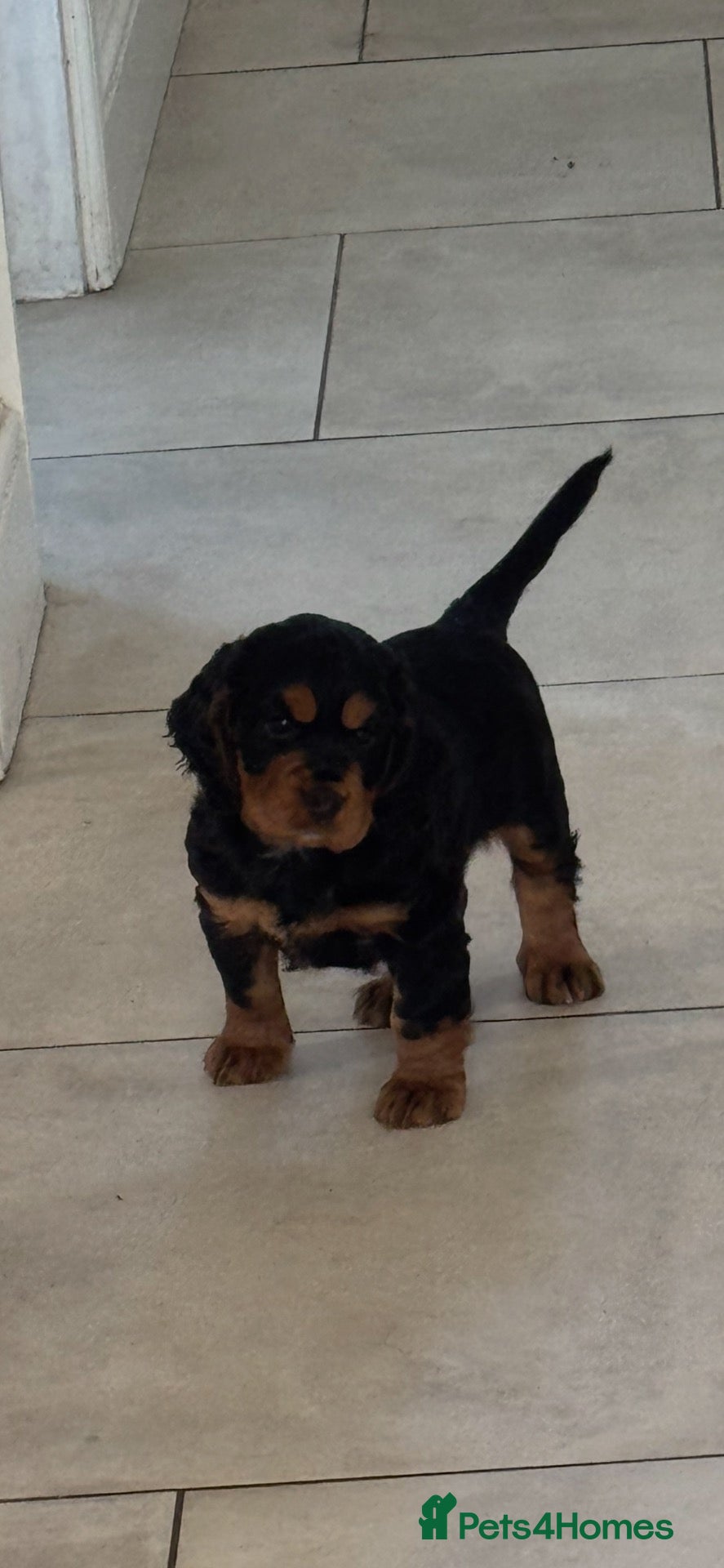 Cocker Spaniel dogs for sale: 🐶 Beautiful Black and Tan Cocker Spaniel Girl - Advert 16