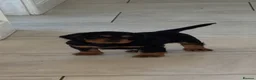 Cocker Spaniel dogs for sale: 🐶 Beautiful Black and Tan Cocker Spaniel Girl in Billericay - Advert 1