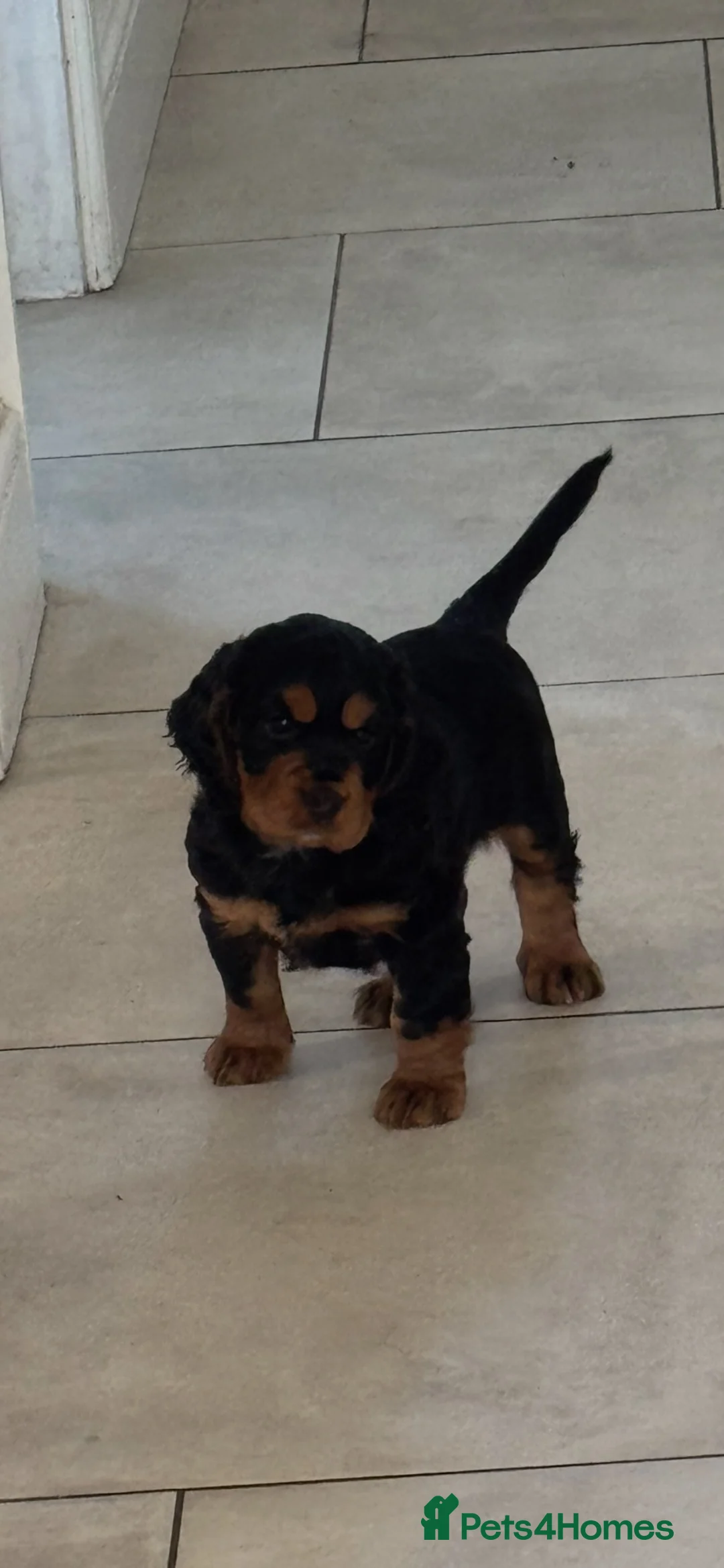Cocker Spaniel dogs for sale: 🐶 Beautiful Black and Tan Cocker Spaniel Girl in Billericay - Advert 1