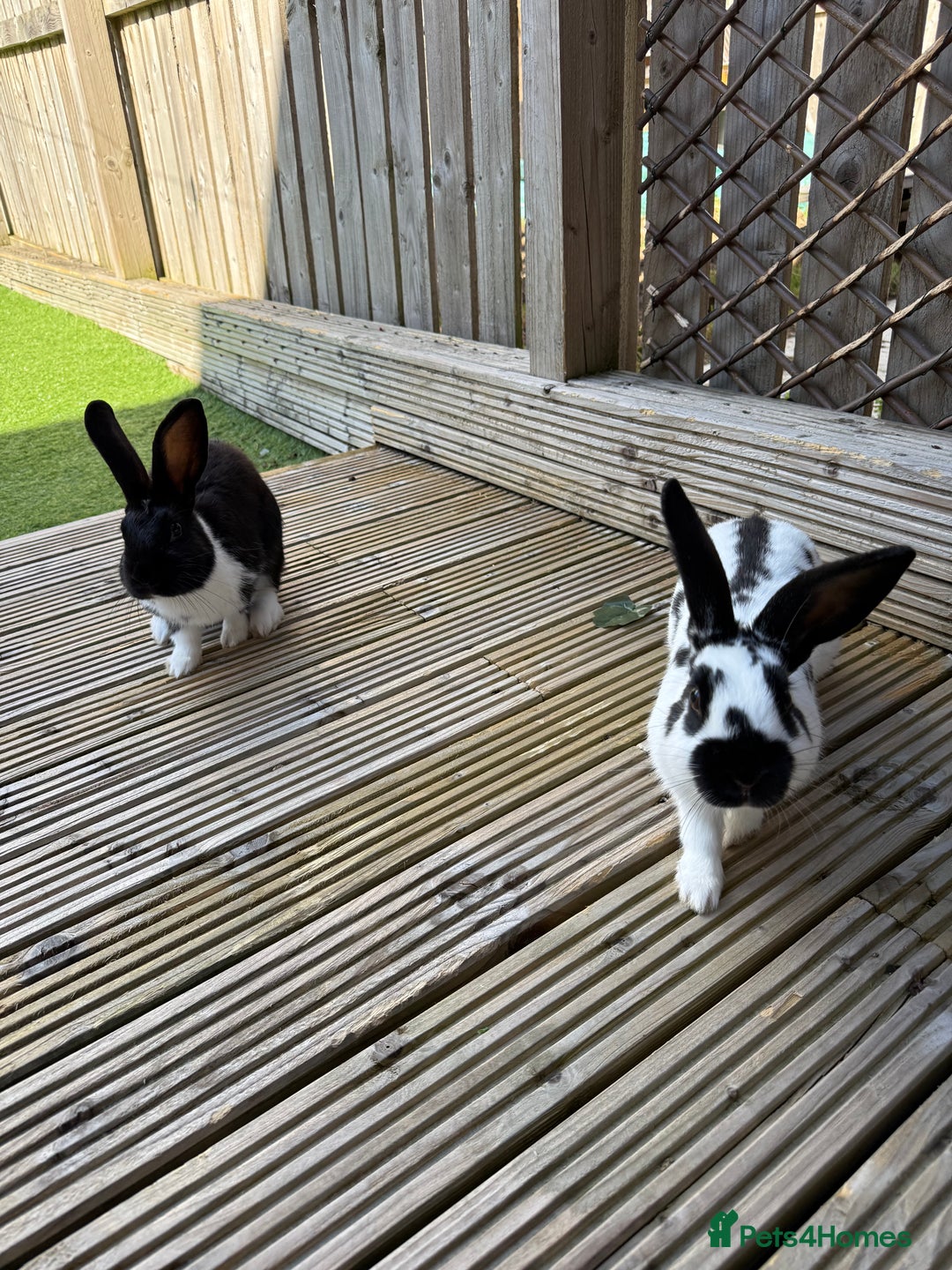 Mixed Breed rabbits for sale: Two male rabbits with hutch  - Advert 2