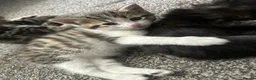 Mixed Breed cats for sale: 3 girls 1 boy kittens for sale  - Advert 12
