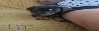 Dachshund 1